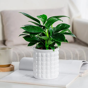Creative Self Watering Hydroponic Plants Pot Plastic Removable Mini Succulent Planter Tabletop Vase Flowerpot
